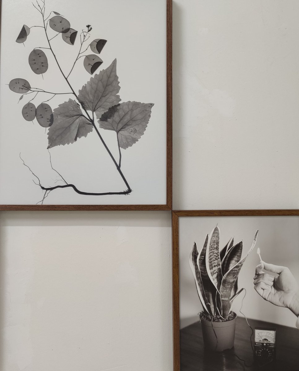 iSeed_project's tweet photo. At PICK GALLERY in #Turin,#photographer Christian Velcich presented 'The Verdant Gaze,' exploring #scientific approaches to the #plantkingdom that have inspired researchers past and present. Some shots were taken during a visit in our labs @IITalk  #ArtExhibition  #Botany @eUeic https://t.co/EUQCJ1M9lA