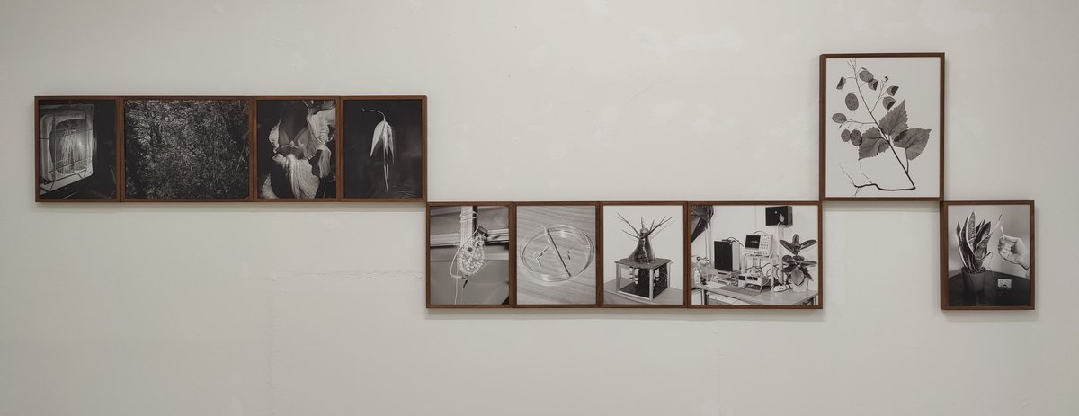 At PICK GALLERY in #Turin,#photographer Christian Velcich presented 'The Verdant Gaze,' exploring #scientific approaches to the #plantkingdom that have inspired researchers past and present. Some shots were taken during a visit in our labs <a href="/IITalk/">IIT</a>  #ArtExhibition  #Botany @eUeic