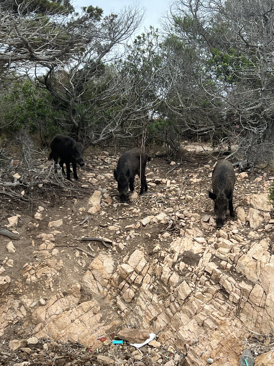Sole665031592's tweet image. #Spargi, 18 agosto 2024 sono scesi in spiaggia ed hanno frugato in una borsa di alcuni turisti (erano in acqua e non si sono accorti) dove c’era del cibo, abbiamo provato ad allontanarli con urla e sassi ma non c’era nulla da fare..#cinghialispargi