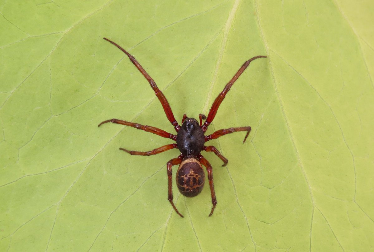 This Noble False Widow (Steatoda nobilis) was the best find of the week.