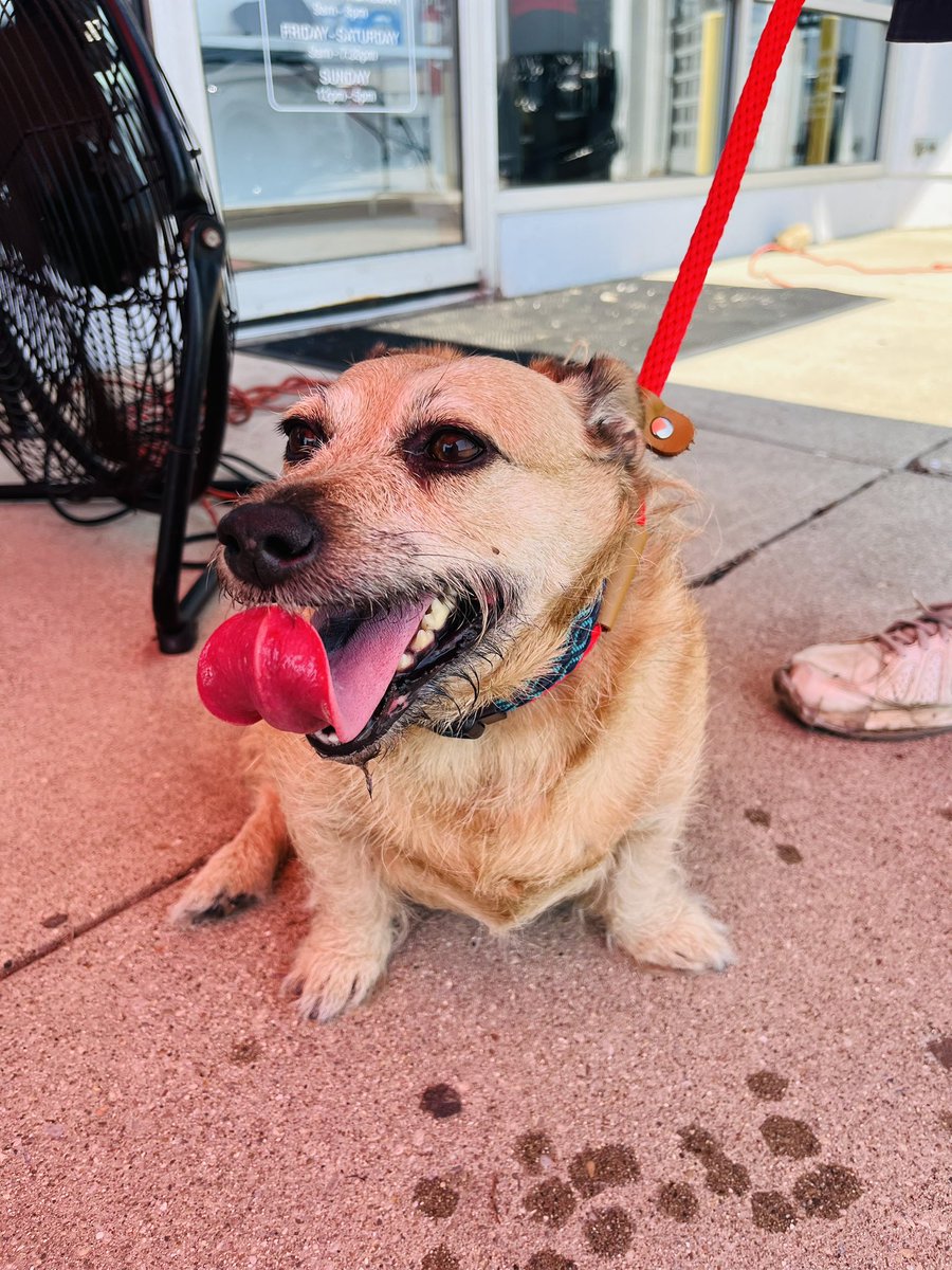 Jeff Wyler (@jeffwyler) on Twitter photo Hereโs a few of our furry friends available for adoption here <a href="/WylerKings/">Jeff Wyler Kings Nissan</a> during our Pet Adoption Event with <a href="/SPCACincinnati/">SPCA Cincinnati</a>! All pet adoptions are free until 4pm. Come see us NOW! Hereโs a few of our furry friends available for adoption here <a href="/WylerKings/">Jeff Wyler Kings Nissan</a> during our Pet Adoption Event with <a href="/SPCACincinnati/">SPCA Cincinnati</a>! All pet adoptions are free until 4pm. Come see us NOW!