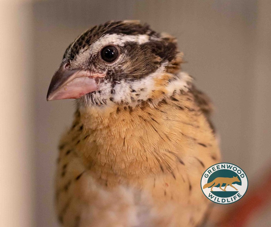 Greenwood_CO's tweet photo. Meet our #PatientOfTheWeek, a #BlackheadedGrosbeak that was admitted after flying into a window. Fortunately, after a few weeks in our care, he is starting to feel better and will be ready for release soon!
#GreenwoodWildlife https://t.co/X354pGntvY