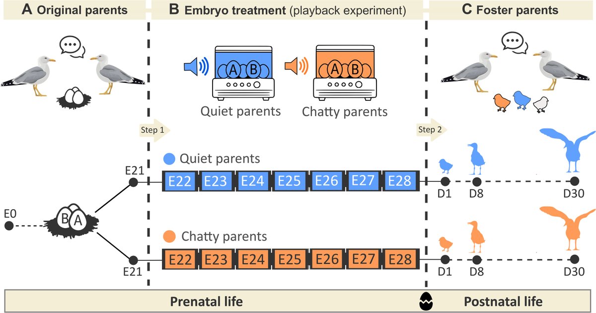Baby bird embryos that have chattier parents tend to come out chattier themselves—and likely receive better care because of their enhanced communication skills, according to a new study involving gull bird families. scim.ag/8cB