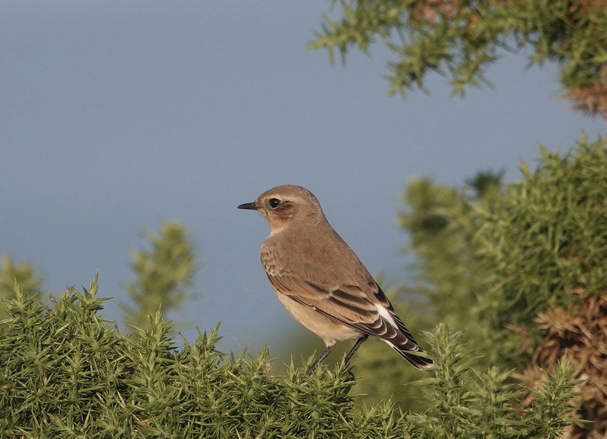 Cracking evening watching two Minkes, a wheatear to a soundtrack of Sandwich Tern ☀️