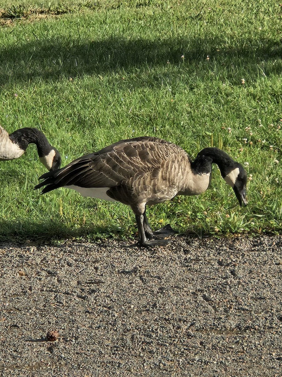 Ambïtion (Tiel2g) tweet media