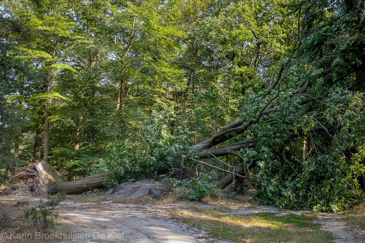 weerverteller's tweet photo. Het laatste natuurgebied in Drenthe dat zaterdag 24 augustus door een supercell getroffen werd, was de omgeving van het Gasselterveld en 't Nije Hemelrijk. https://t.co/VHlgvNgoF1 #supercell #valwind #drenthe #gasselterveld #nijehemelrijk
Foto's: Karin Broekhuijsen. https://t.co/mQEKWhVhKU