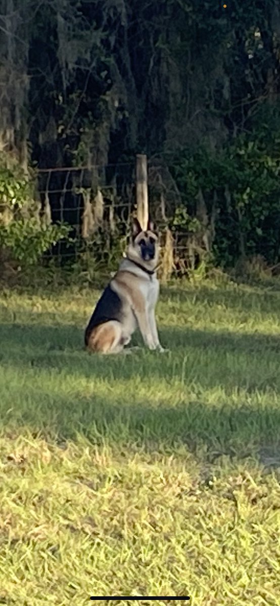 OSO 

I chose to lose a friend today. A Friend I rescued 5 years ago. A loyal friend that was with me 24 hours a day everyday. He never bitched where we were going never complain. He was just there and had my back. The unconditional love ❤️ went both way.  RIP ! OSO!