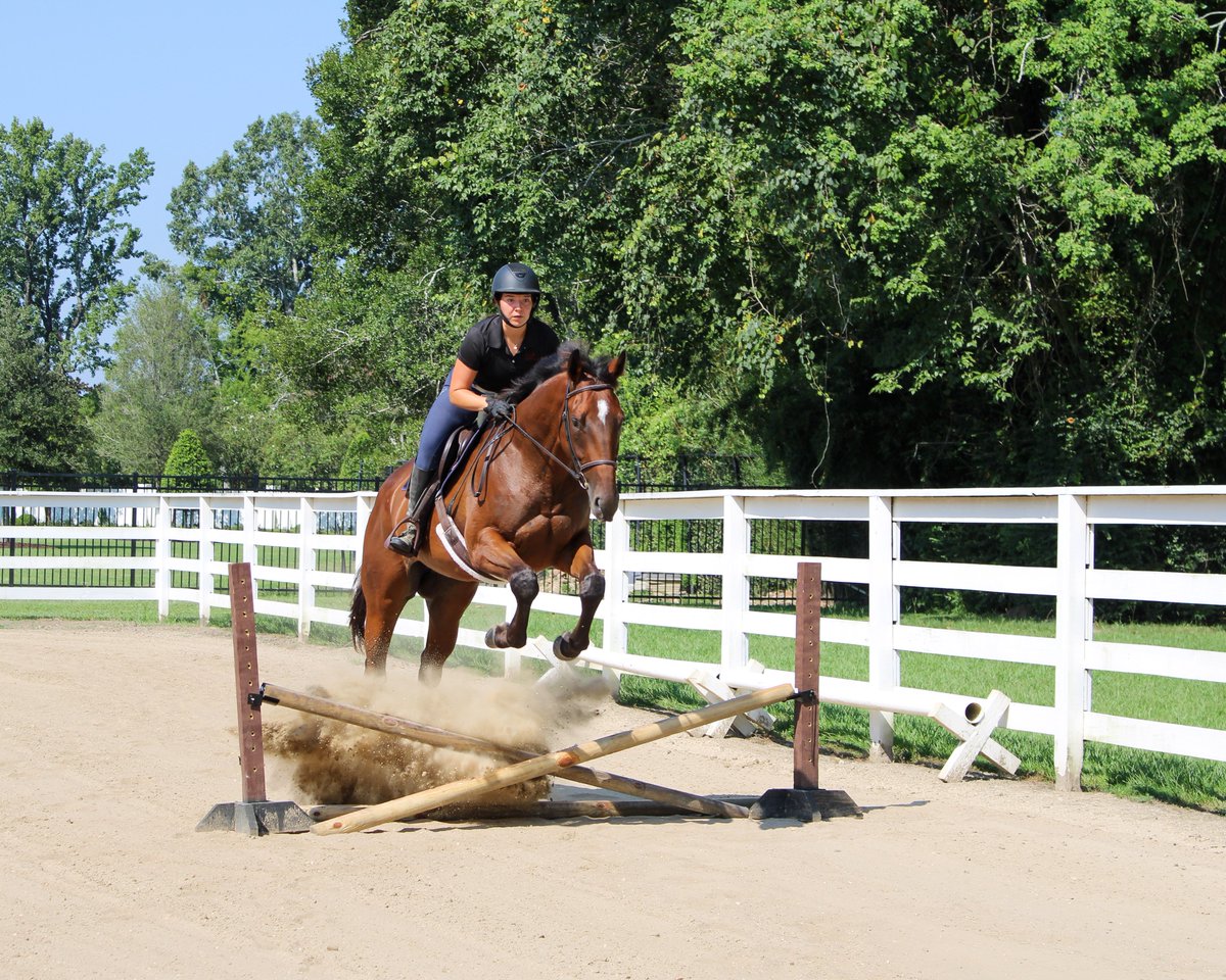 Pin Oak Stud tweet media