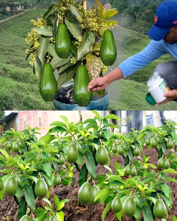 Agronomme_'s tweet photo. 6 Tips for Growing Avocado in a Pot (Known as Repotting) and for it to bear fruit 🥑

1. Master Germination
Clean the seed, prick with toothpicks, place in water, and wait for germination.

#Agronomme🇷🇼
.... https://t.co/32ubxSznkT