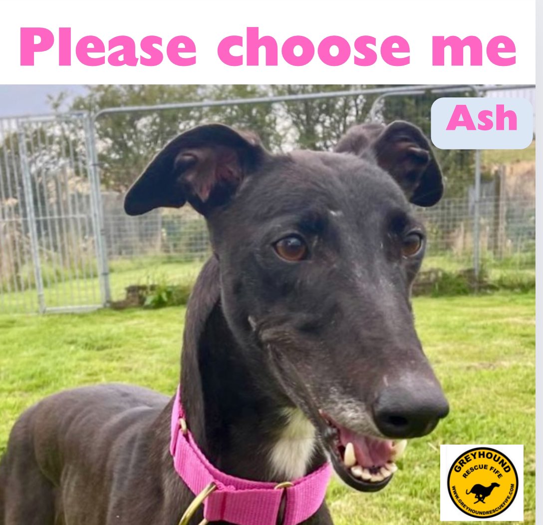 GreyhoundRFife's tweet photo. It’s #FridayBoops from newbie Ash(3). A teeny with a lovely nature. She loves fellow greys & walks beautifully in the pack, could with intros live with the right dog.She can live with older children. She has to sniff u all over to get acquainted,as unsure to start #AdoptDontShop https://t.co/6DZVXxtwhS