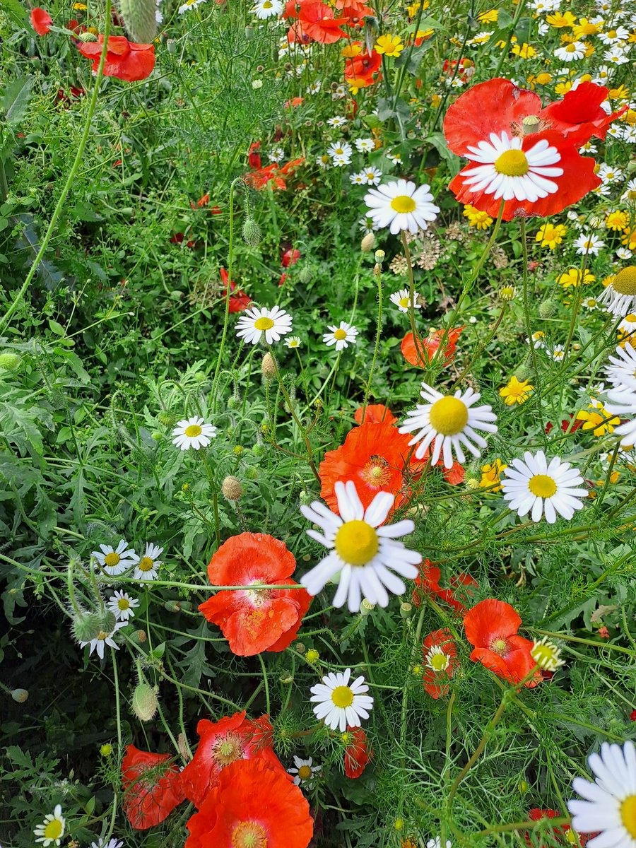 cronanslusmagh's tweet photo. Welcome back to everyone in St Cronan's NS. While we were away our wildflower patch exploded in colour. #@AgriAware
The bees are happy with us 😊 https://t.co/Rs9uYwUB9c