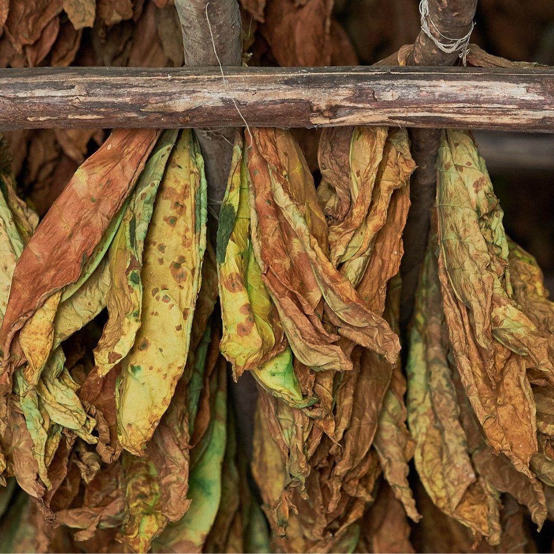 Habanos_Oficial's tweet photo. Located in the heart of Cuba, the fields of Vuelta Abajo*, Pinar del Río* are the land of what is considered the world's best tobacco. The leaves are cultivated with care in an ideal climate and fertile soil, enhancing their unique fragrance and flavor.
*P.A.O. https://t.co/VchYZHbw7u