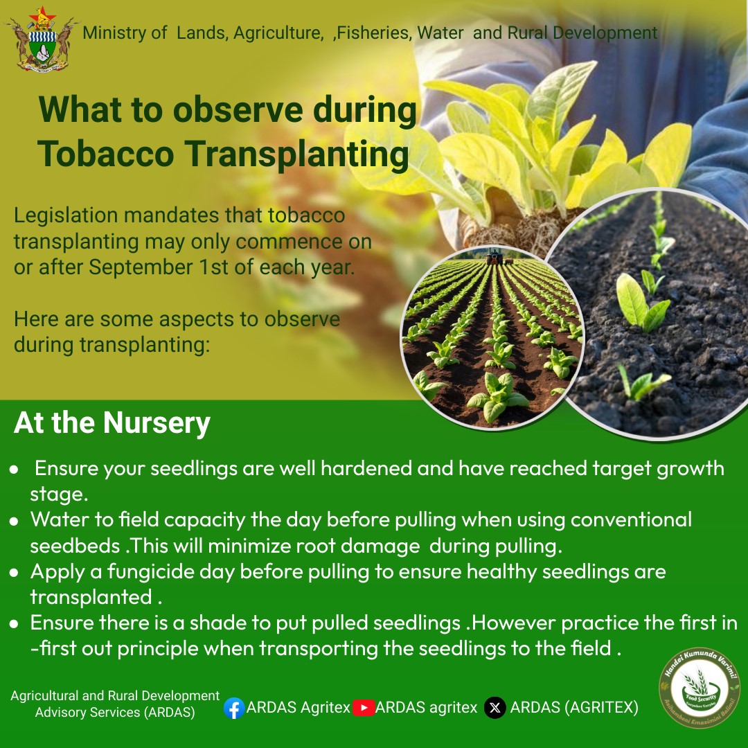 What to observe during tobacco transplanting in the field

 #Food security, Everywhere, Everyday