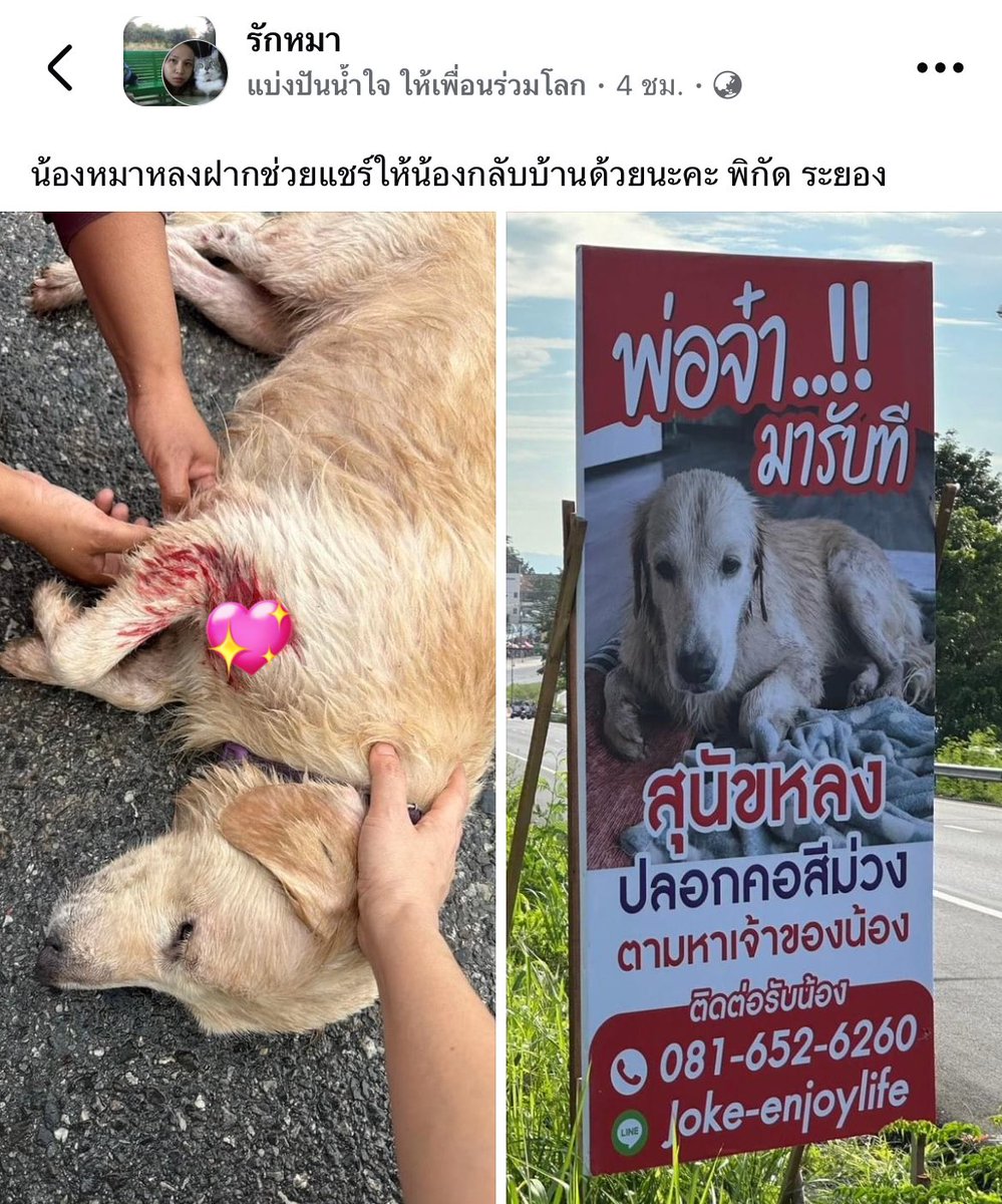 หมาดำตัวนี้ยังหวังดีกับเธอเสมอ tweet media