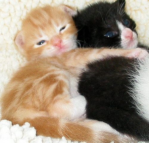 Catsillyness's tweet photo. Snuggle https://t.co/j2Vlz6K6bF