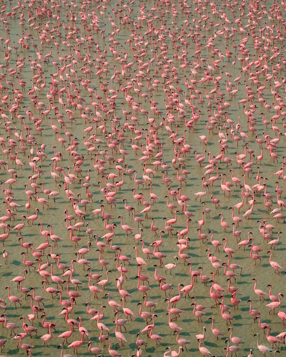 Lesser Flamingos   Rajasthan, India.  Mein Bhi.