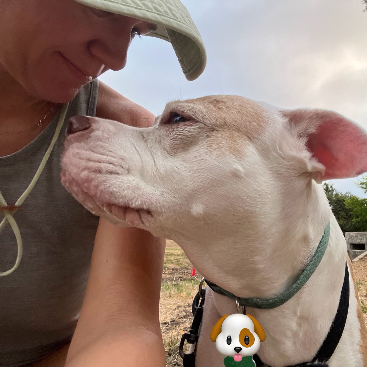 robynrdobbins's tweet photo. Miss thing here has been super jealous & apprehensive about the new puppy situation. She has slept in all week, but today, she was up and ready to walk. Glad to spend some one on one time with her so she knows she’s still loved. My best girl and walking buddy, #DaisyRaven https://t.co/x3uJwbZXUL
