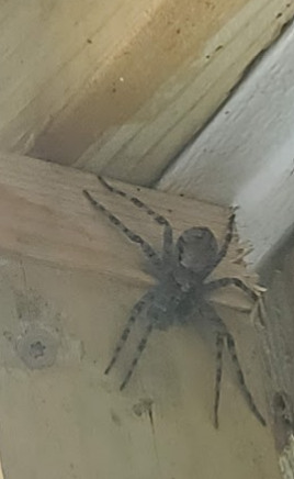 DorthyTxBae's tweet image. Yaaas.... I found a "dark Fishing Spider" on my porch and I burned it down. #NETexas  it was the size of a grapefruit