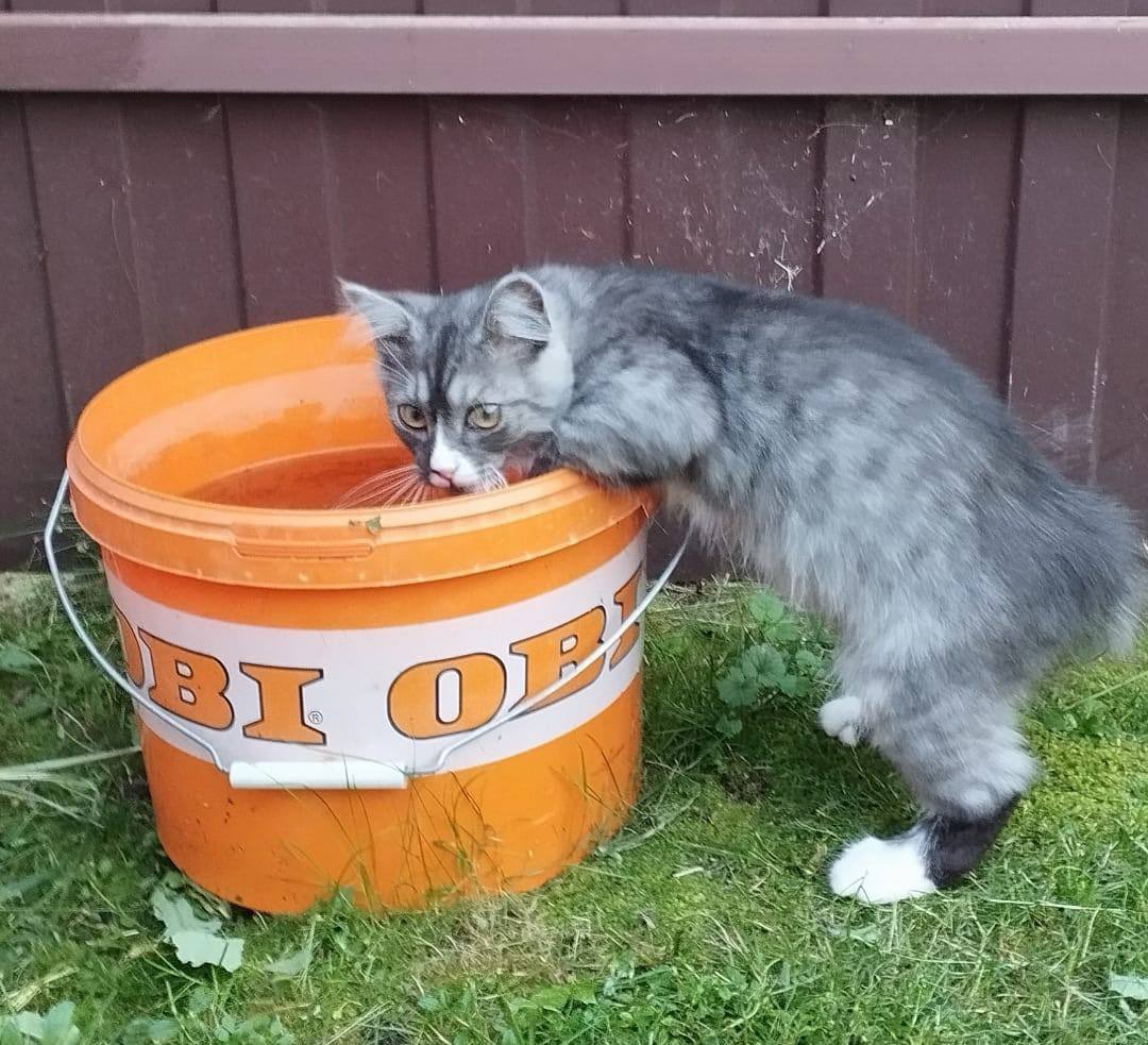 <a href="/teacherrka/">котяпёсья феечка</a> я дополняю тред снимками Бантика, которого почему-то до сих пор не забрали чудо-родителей . ВЫ ЧЕВО?!