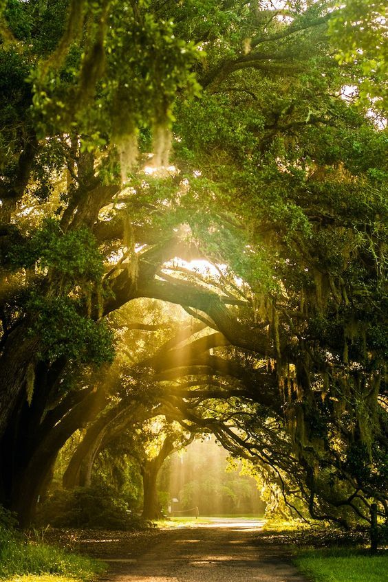 artindetails's tweet photo. — what lies beyond the towering trees https://t.co/4lWHgaUKT5