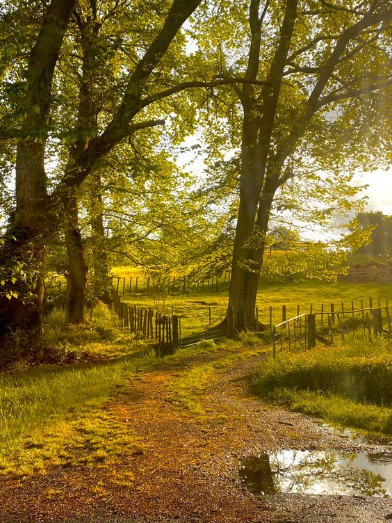 — what lies beyond the towering trees