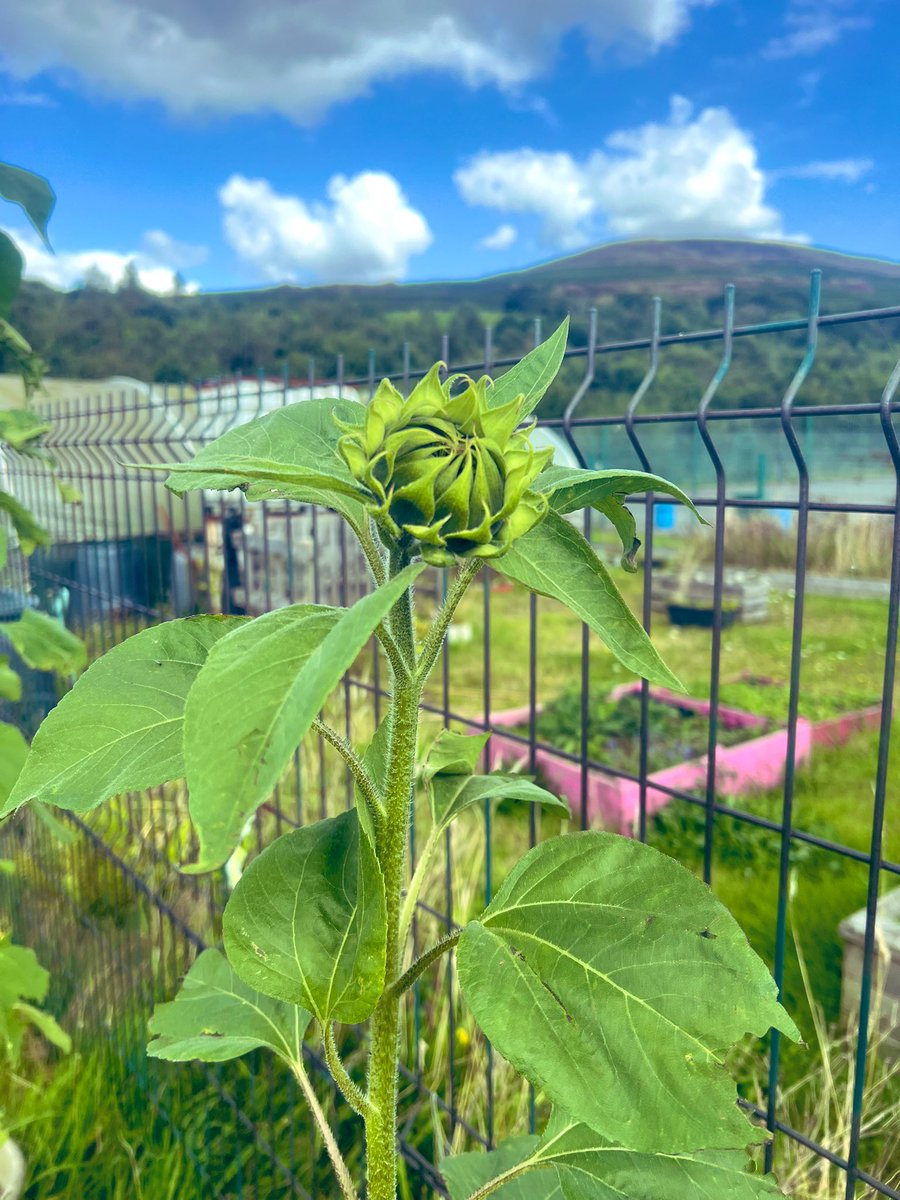 MissPPearson's tweet photo. Entries dropped off to @ArtSwansea for the βSwanseaβs Got Textile Talentβ competition π was also great to see how our @PrincesTrust sunflowers have grown over the summer βοΈπ Used Jason for height reference π @MaestegSchool #Textiles #PrincesTrust https://t.co/kQQycZEJ3D