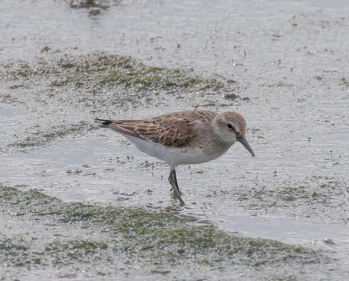 David Fox tweet media