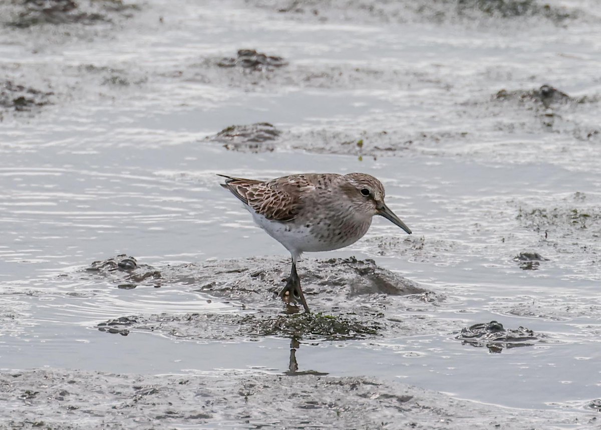 David Fox tweet media