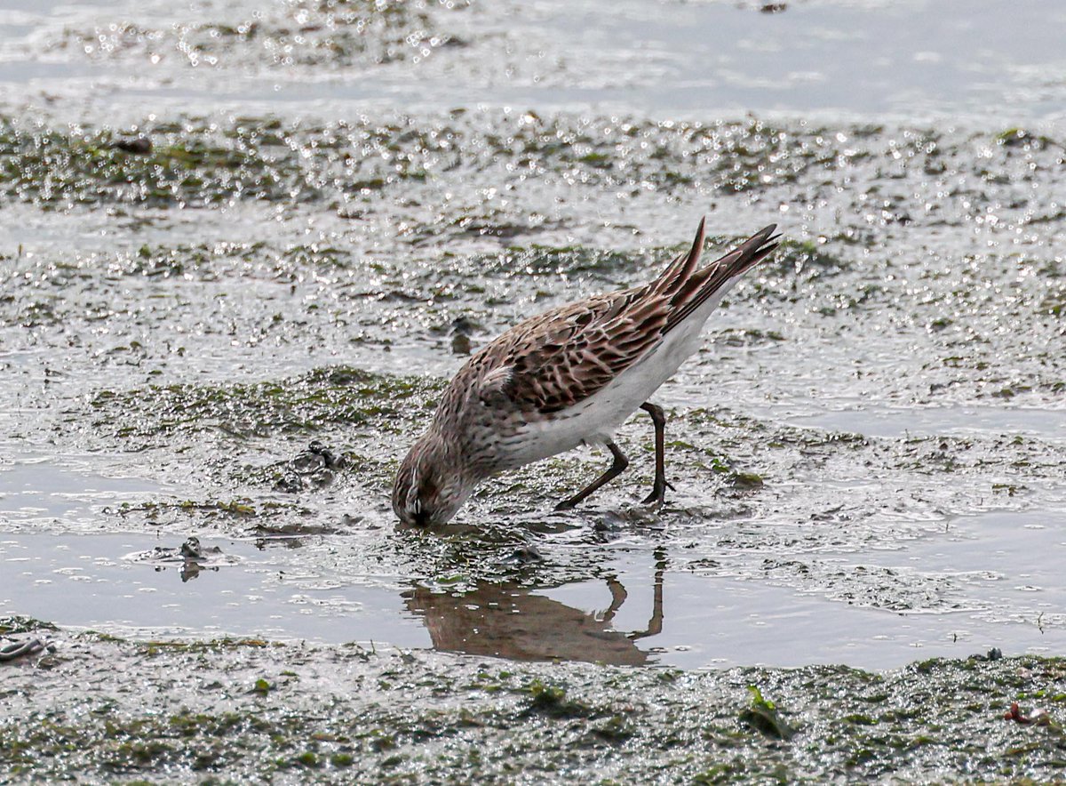 David Fox tweet media