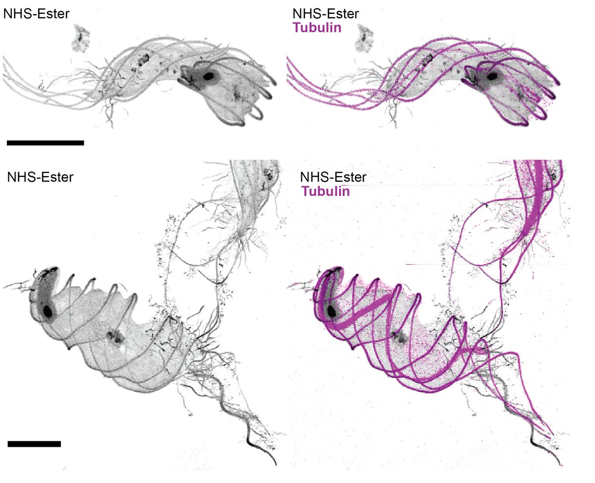 dudin_o's tweet image. #Parabasilds are pretty funky #Protists.
Did anyone ever manage to visualize #Actin in any of these termite-parasite?

#UExM