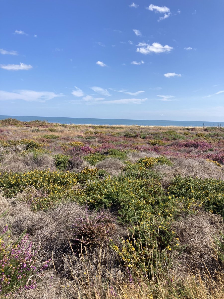 Tanya Mercer tweet media