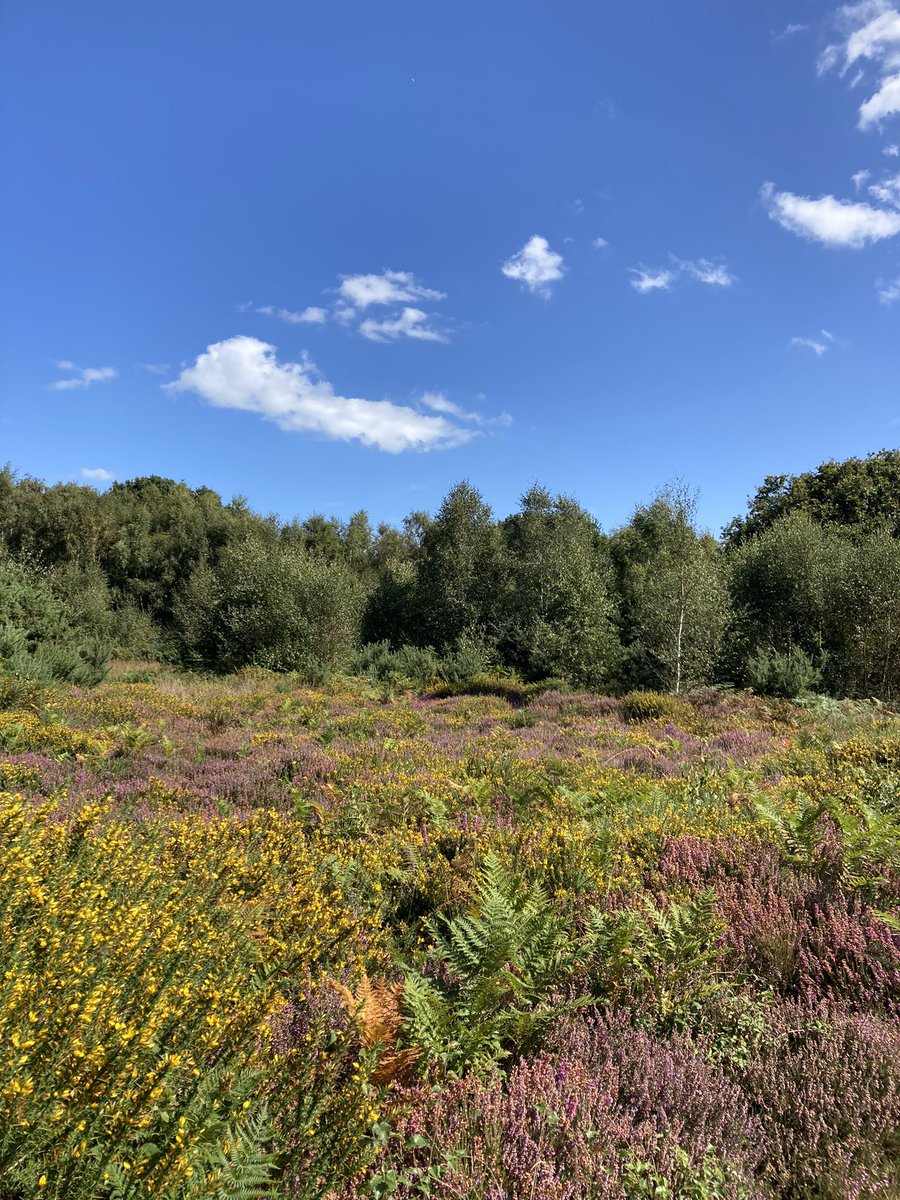 Tanya Mercer tweet media