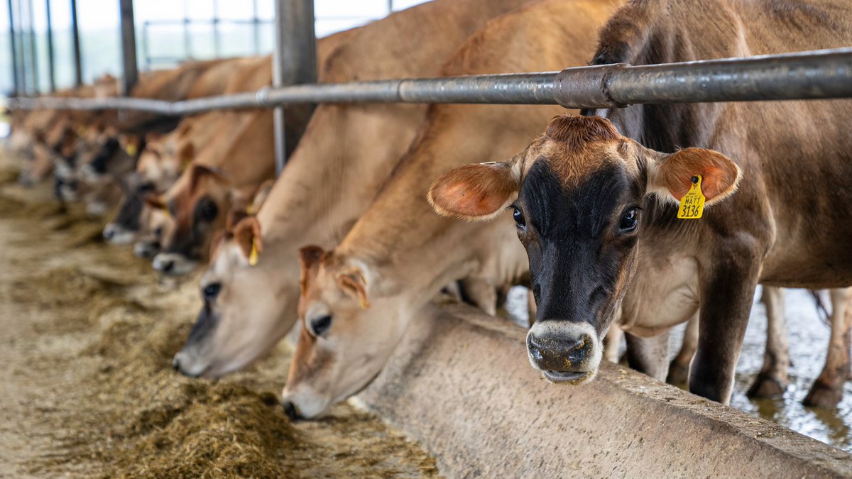 The <a href="/GBADsGlobal/">Global Burden of Animal Diseases</a> programme has released its first technical guide detailing methods it uses to understand the economic burden of diseases in livestock &amp; aquatic species: tinyurl.com/3wzhm9v6

The webinar launch (for Americas) is Sept. 18, 1:00 pm ET: tinyurl.com/mwzh7kpz