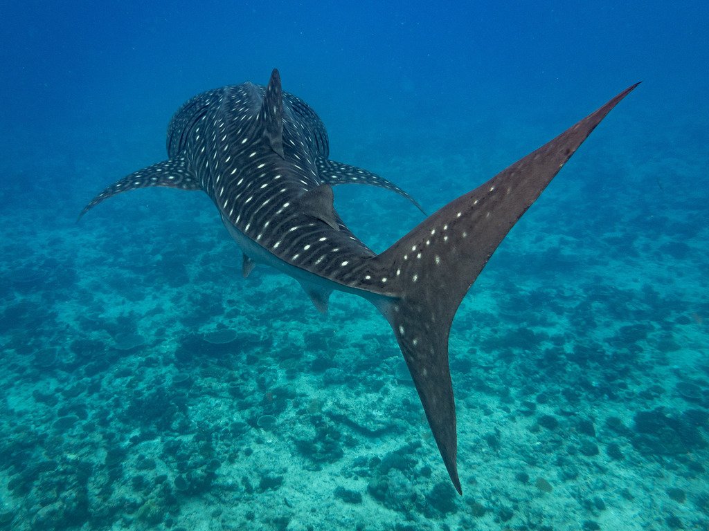 sharks_everyday's tweet photo. Happy international whale shark day! 💙🦈

Shark fact: whale sharks are the largest fish in the ocean! https://t.co/4Jmtb8rOQU