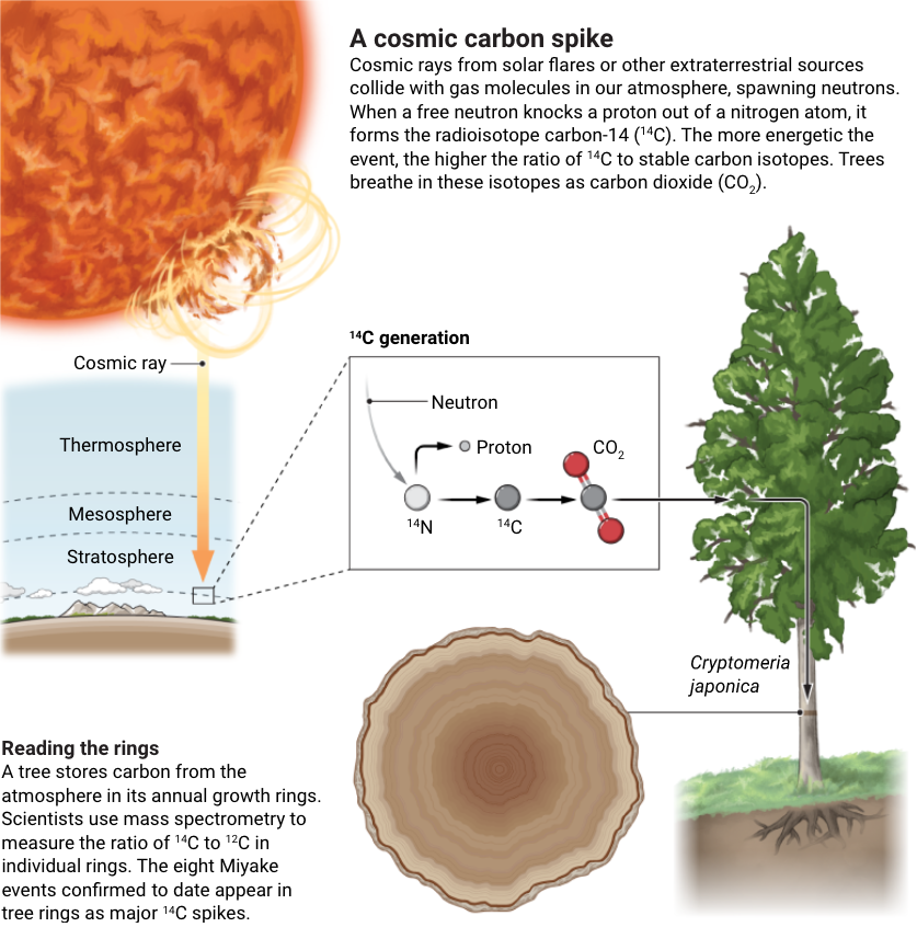 Radiocarbon timestamps left in ancient tree rings by cosmic ray bombardments can date historical events with unprecedented precision.

Learn more in this <a href="/NewsfromScience/">News from Science</a> feature: scim.ag/8ck #ScienceMagArchives