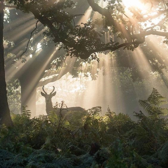 artindetails's tweet photo. — magical forest https://t.co/BTkgBn92Az