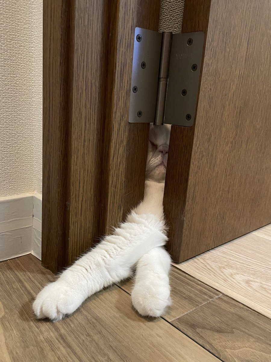 ふくまる（福丸） (@fukumaru_1001) / Posts / X