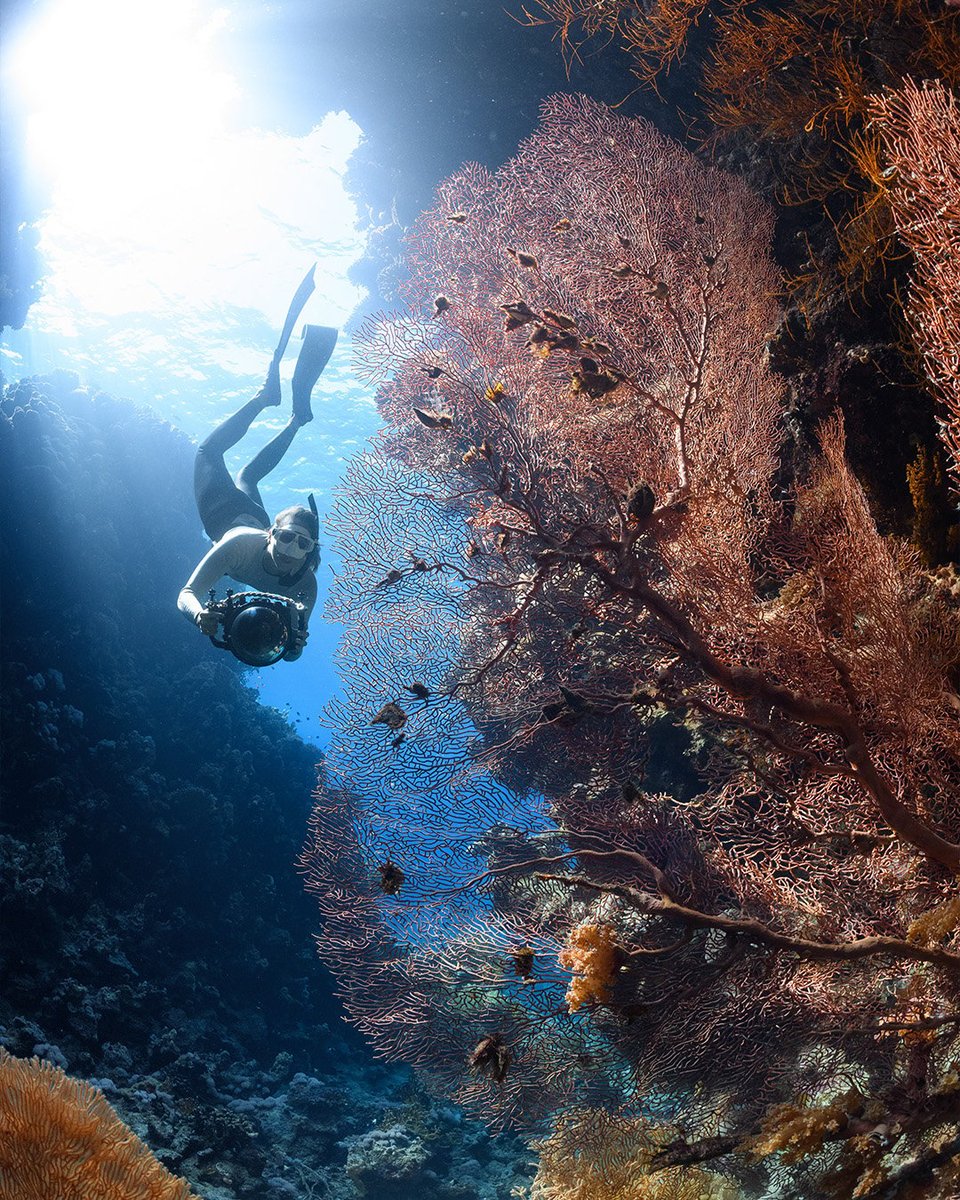coral_org's tweet photo. Your next dive could help—or hurt—a coral reef. Our team just released a new study that dives deep into the impact of scuba diving and snorkeling on reefs in Roatan, Honduras. Here’s why that matters 🤿🪸  👉 https://t.co/dQf9PogKuH https://t.co/MbB7TEIBo2