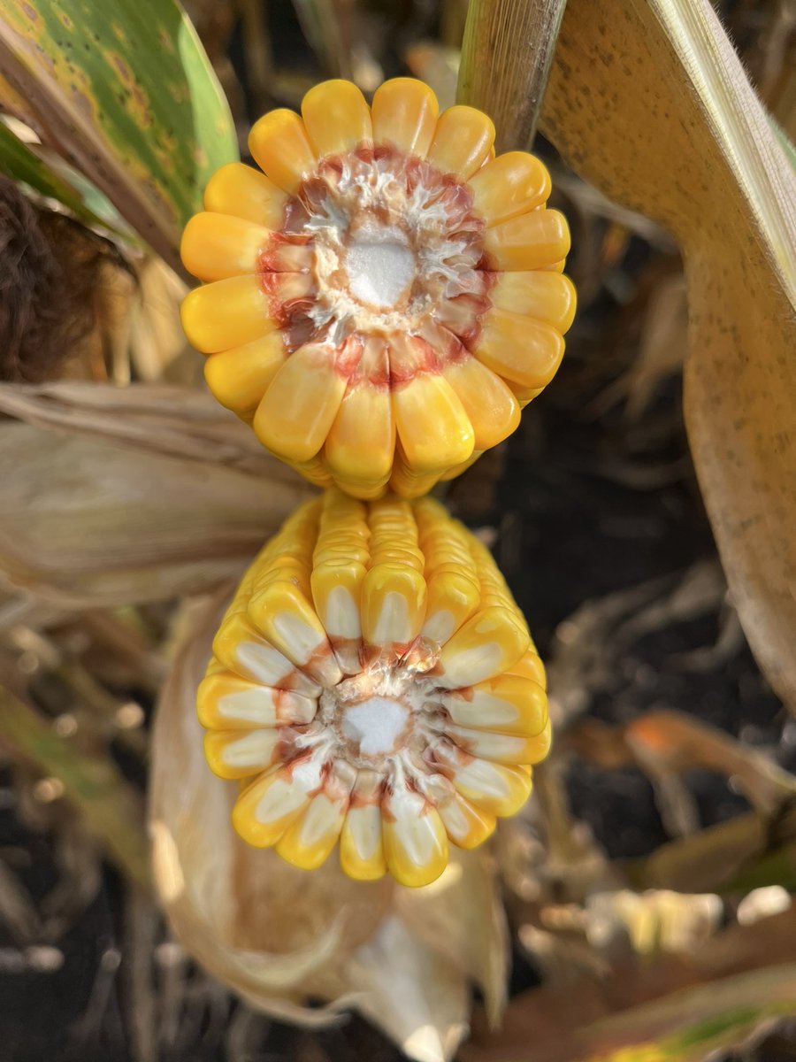 Kevin Gale tweet media