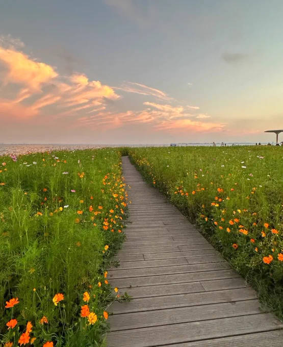 — endless blooms beneath the open sky