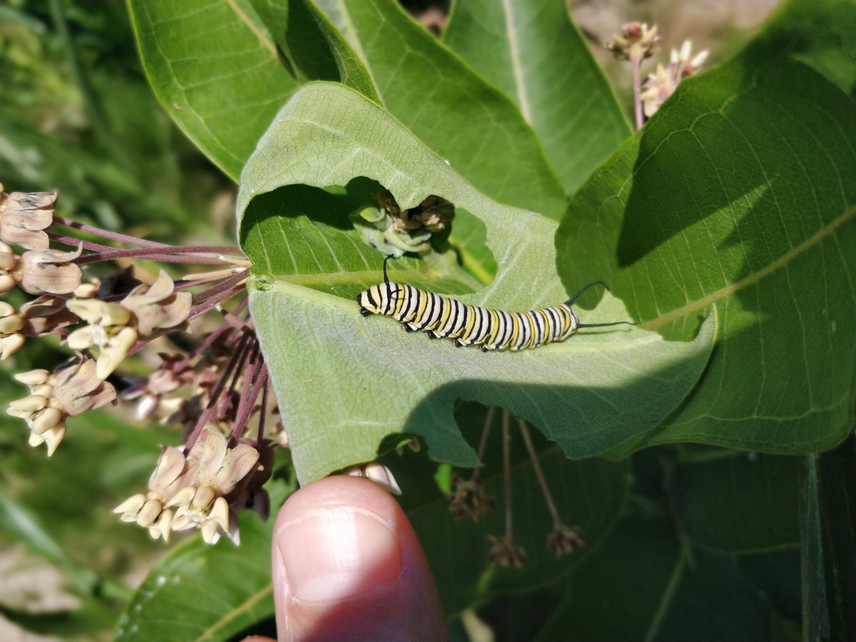 Dr Ilona Naujokaitis-Lewis 🇱🇹🇨🇦 (@ilonanl22) on Twitter photo New paper on neonicotinoids found in #milkweed in agricultural field margins. Leaves and flowers present a cocktail of neonics that can affect #monarch #butterflies & #pollinators. Neonics in old > young flowers & flowers > leaves <a href="/ECCCSciTech/">ECCC SciTech</a> doi.org/10.1016/j.scit… New paper on neonicotinoids found in #milkweed in agricultural field margins. Leaves and flowers present a cocktail of neonics that can affect #monarch #butterflies & #pollinators. Neonics in old > young flowers & flowers > leaves <a href="/ECCCSciTech/">ECCC SciTech</a> doi.org/10.1016/j.scit…