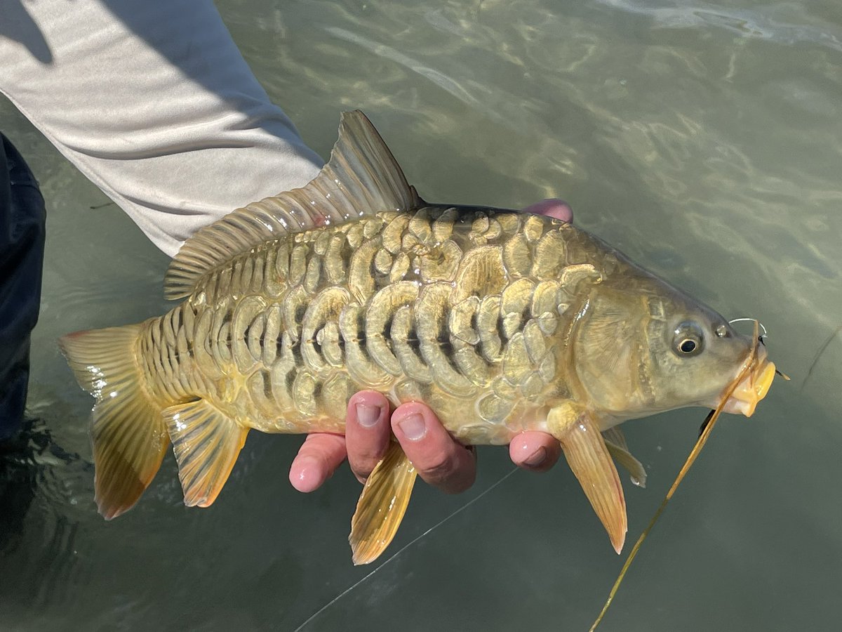 notonlytrout's tweet photo. Time for some #friday #fishpics!
Tag @notonlytrout, respond here, or use #fishpicsfriday and I’ll repost your fish pics and give you a shoutout!!
This mirror carp is from Monday’s adventure with @JCWeeks4!
#fishpicfriday #mirrorcarp #sightfishing #goodtimes https://t.co/CVgA7P941v