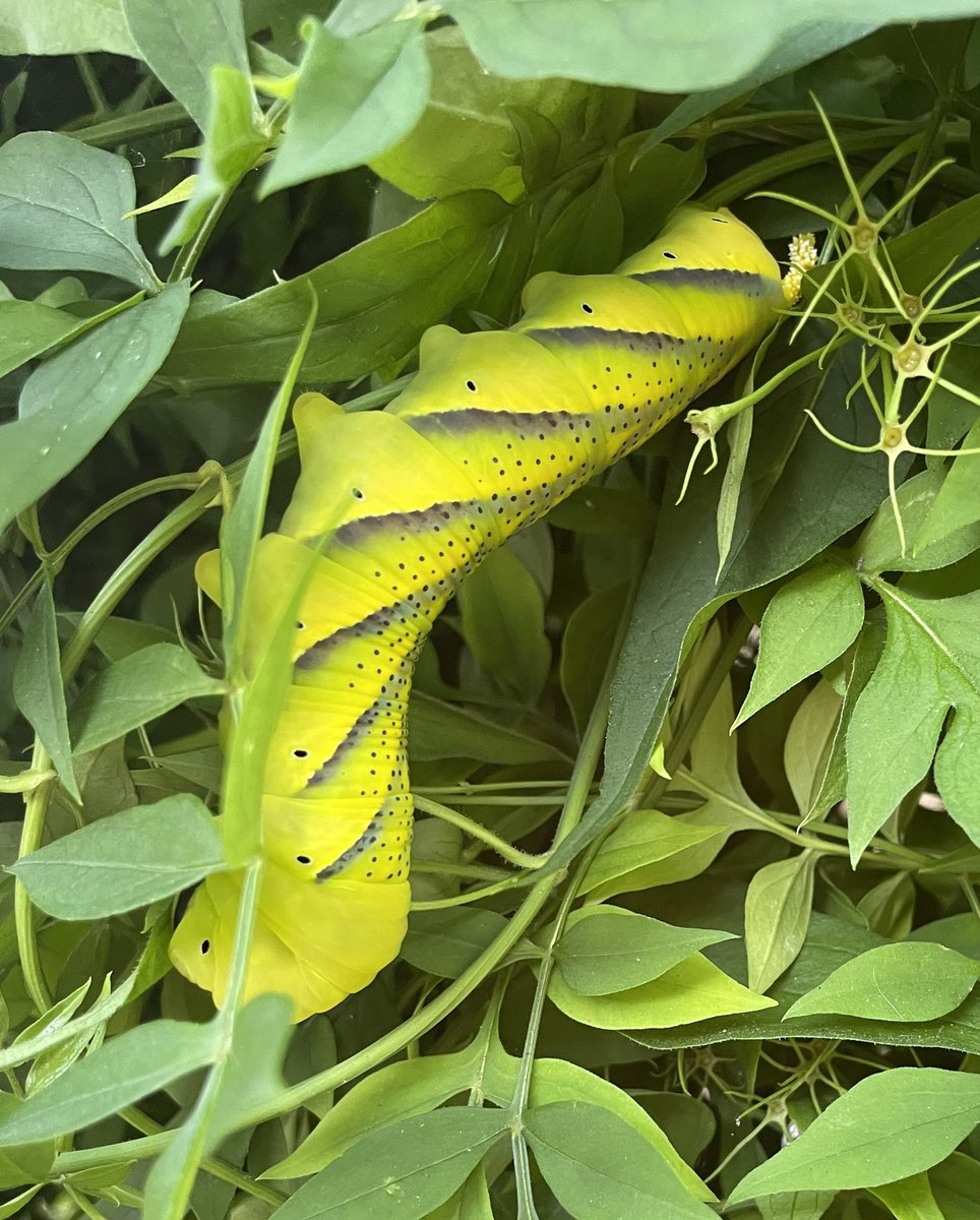 Elizabeth Hannon tweet media