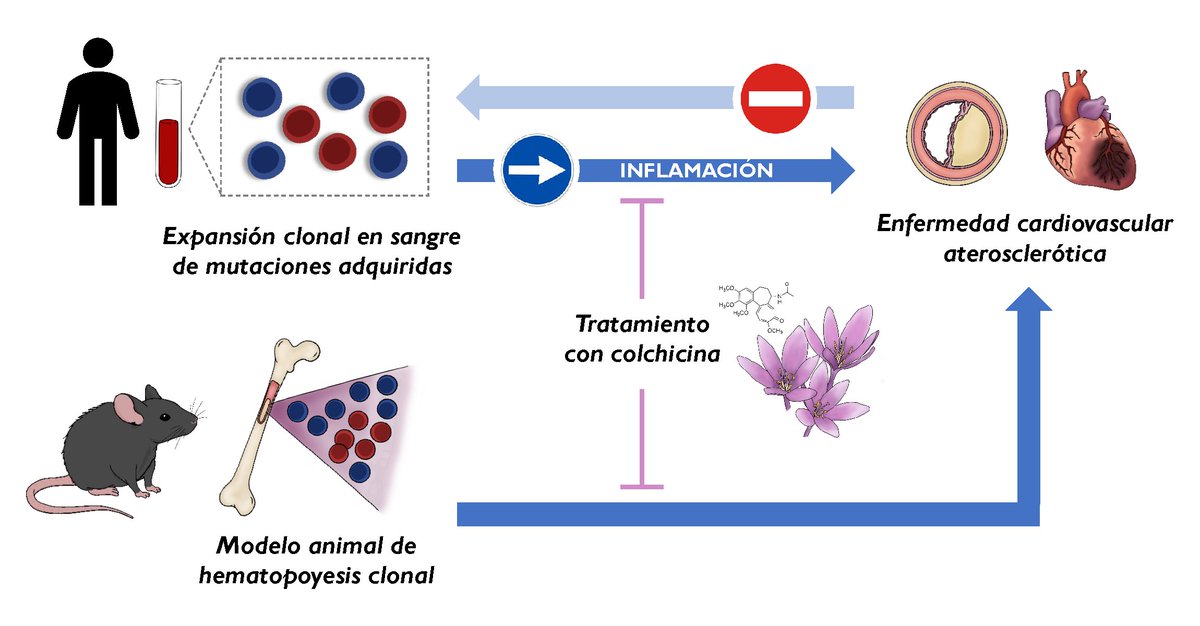 CNIC_CARDIO's tweet image. 🔬Un equipo del @CNIC_CARDIO liderado por @josejfuster y #ValentinFuster descubre un nuevo factor de riesgo cardiovascular, la hematopoyesis clonal, e identifica un fármaco para reducir sus efectos. Los trabajos en @NatureMedicine y #EHJ presentados en el #ESCCongress y revelan