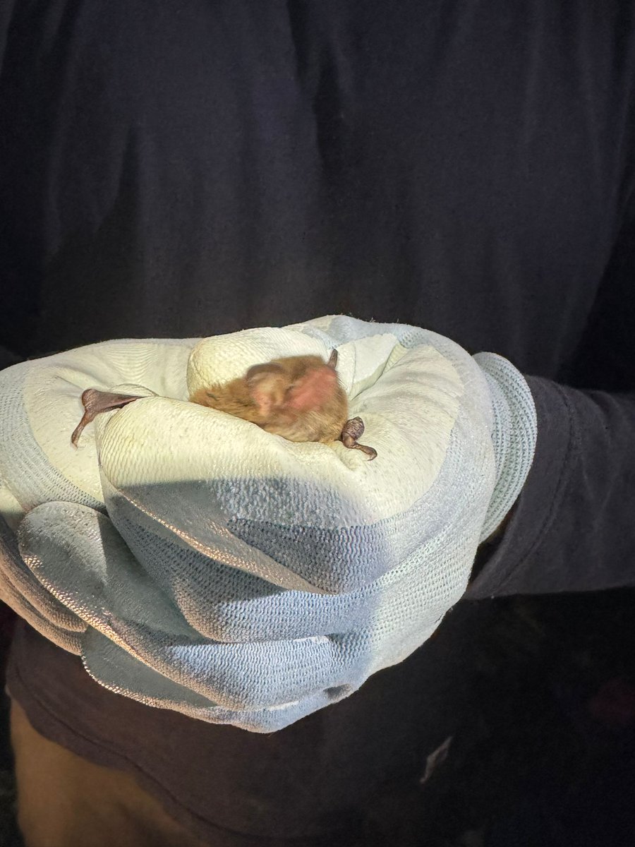 phlorum's tweet photo. More bat training. Mist and harp netting - the former involving the release of accidentally caught birds. #ecology #bats https://t.co/TvnnoJAypw