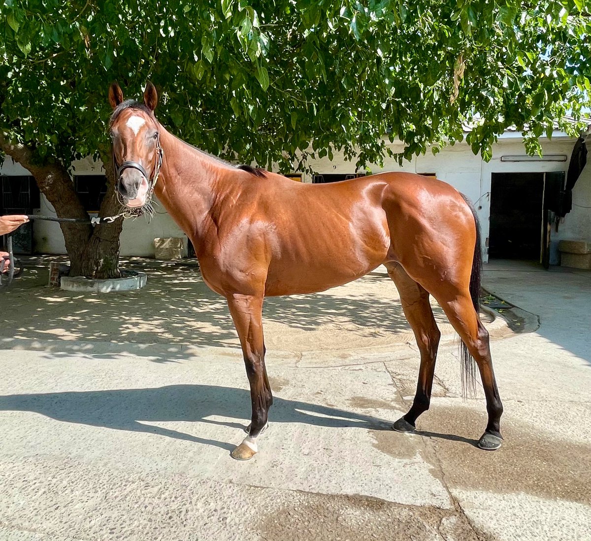 StaminaTurf's tweet image. Queremos dar las gracias tanto al propietario de la Cuadra Isla de Fuerteventura como al preparador @ArizkorretaR por su confianza en nuestra gestión, y, también, enviar desde aquí nuestros mejores deseos tanto a él como a la Yeguada Rocío en esta nueva aventura. #Octans