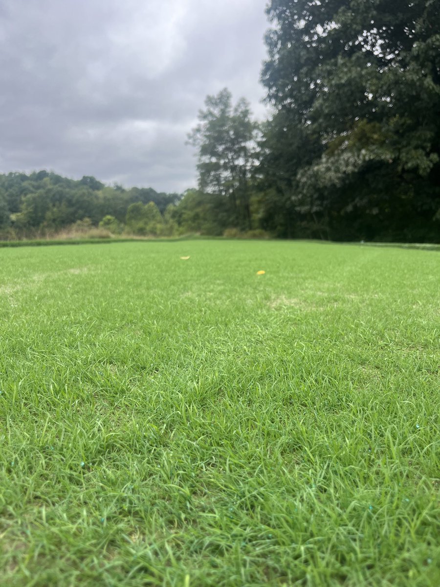 JeffreyKoch74's tweet photo. The trial 007XL creeping bentgrass tee is booming. The 1,200SF tee was seeded on August 16th, germinated on the 19th, and these pictures were taken today (August 30th). First mowing will be next week. @SDeBolt_DLFPS #007XL #SuperBents #DLFSeed https://t.co/Hrp4IRpMQi