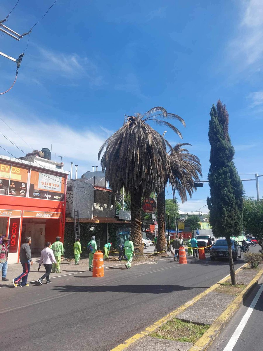 Nos piden compartir lo siguiente:

Se terminó medio siglo de historia de las palmeras 🌴 en Tezoquipa, que serán cortadas ✂️. Estas palmeras aparecieron en algunas películas filmadas en Tlalpan.
