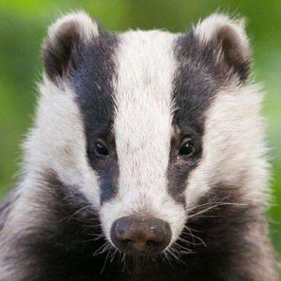 Don’t buy any claims by Labour Government that they can convince farmers to vaccinate rather then kill badgers 🦡. Unless they tell the National Farmers Union that no more badgers are to be killed now, this cruel madness will never end <a href="/ProtectTheWild_/">Protect the Wild</a> <a href="/BadgerCrowd/">TheBadgerCrowd</a> <a href="/Keir_Starmer/">Keir Starmer</a>