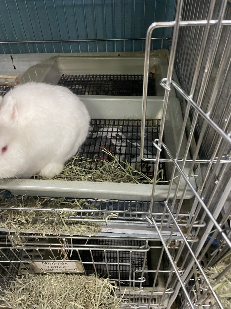 M. Thomas, Ed.D. (@drt_apsmathpbl) on Twitter photo So excited to begin the year with animal science! Woohoo! This is PBL <a href="/arlingtontechcc/">Arlington Tech</a> and itโs just the beginning. Letโs go!๐๐ฝโก๏ธ
#WeAreACC
#APSisAwesome So excited to begin the year with animal science! Woohoo! This is PBL <a href="/arlingtontechcc/">Arlington Tech</a> and itโs just the beginning. Letโs go!๐๐ฝโก๏ธ
#WeAreACC
#APSisAwesome